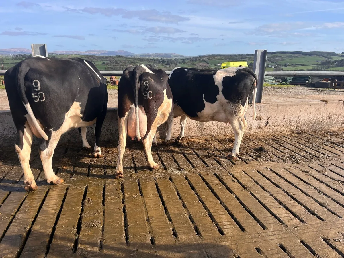 In calf Cows - Image 1