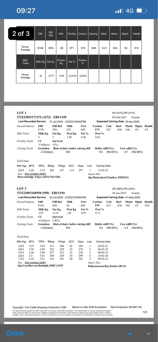 In calf Cows - Image 2