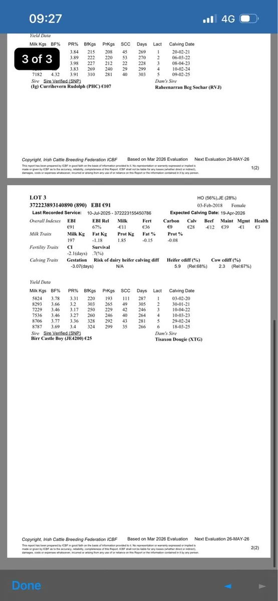 In calf Cows - Image 3