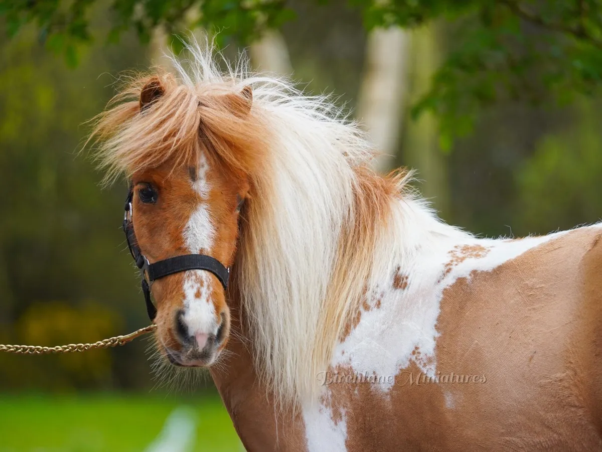 Riding / Driving Miniature Mare - Image 2