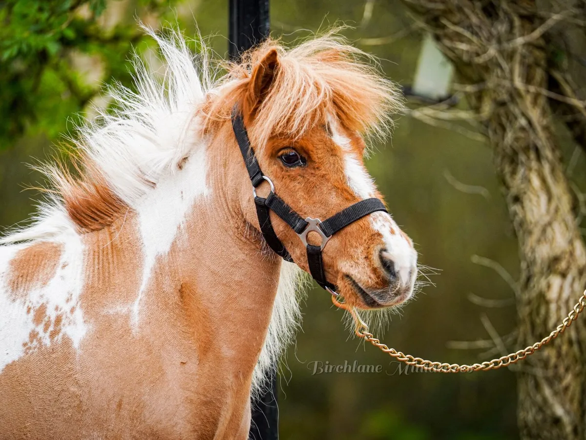 Riding / Driving Miniature Mare - Image 4
