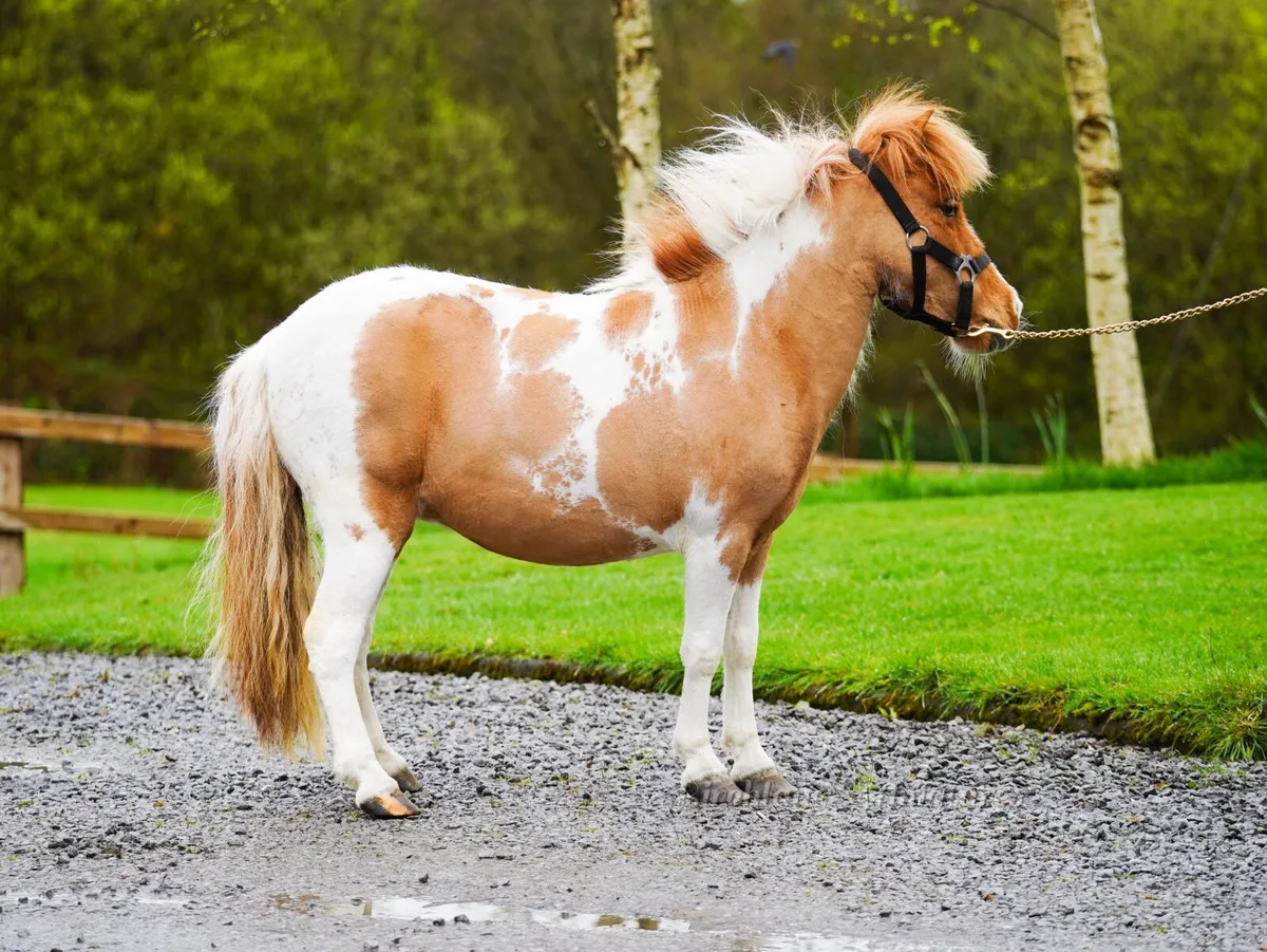 Riding / Driving Miniature Mare - Image 3