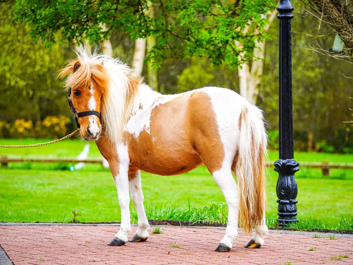 Riding / Driving Miniature Mare - Image 1