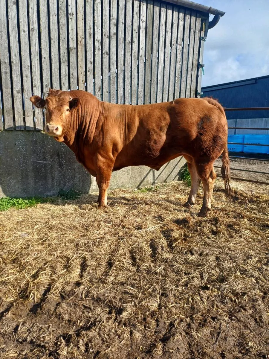 Limousin bull Tullow Mart 29/04/26 - Image 1