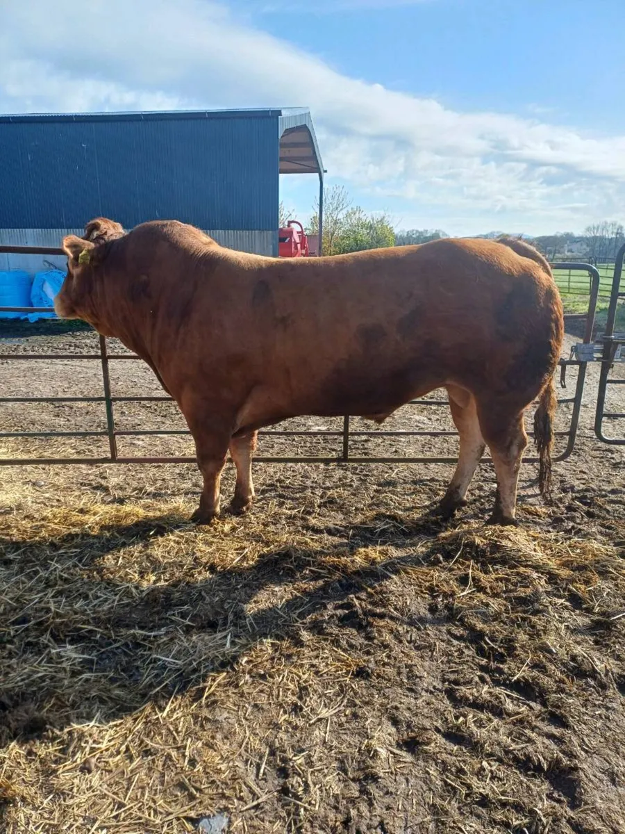 Limousin bull Tullow Mart 29/04/26 - Image 2