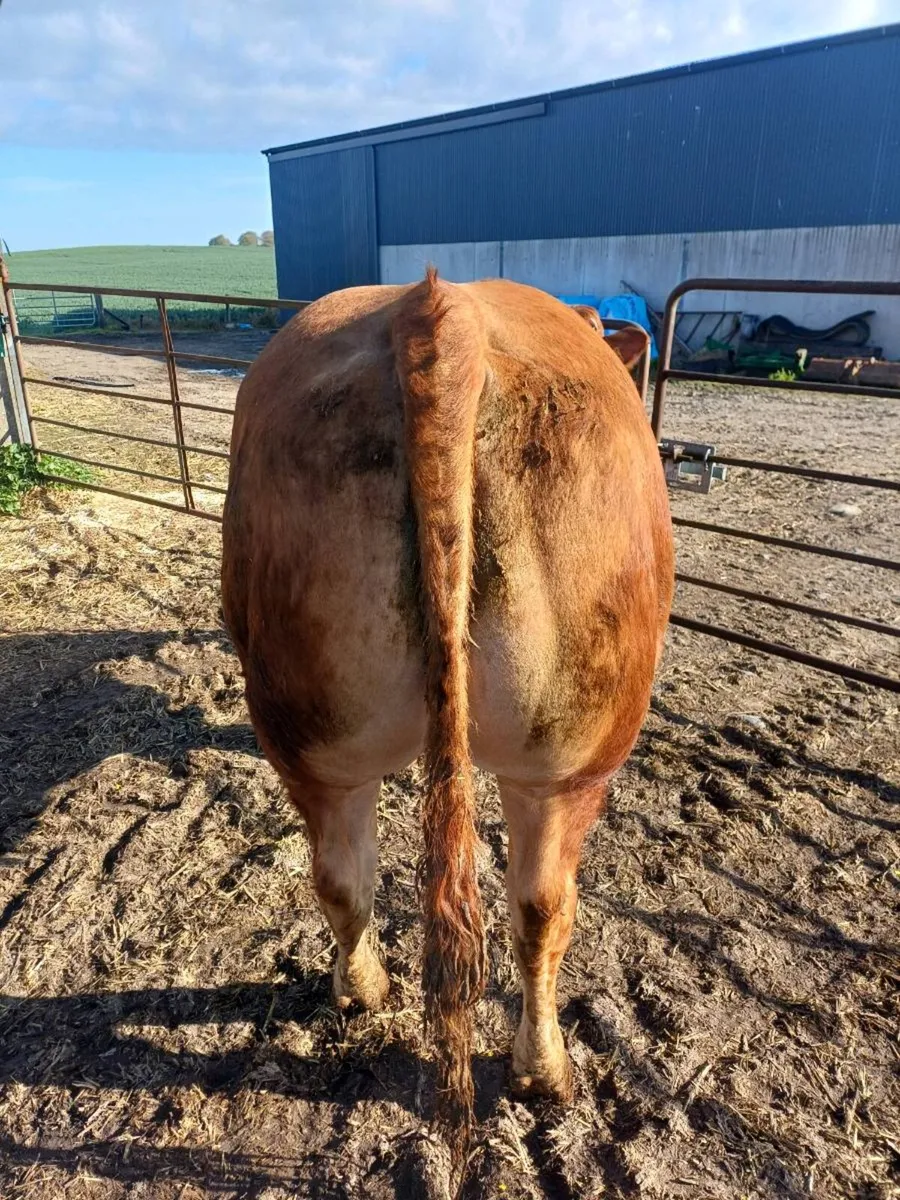 Limousin bull Tullow Mart 29/04/26 - Image 3
