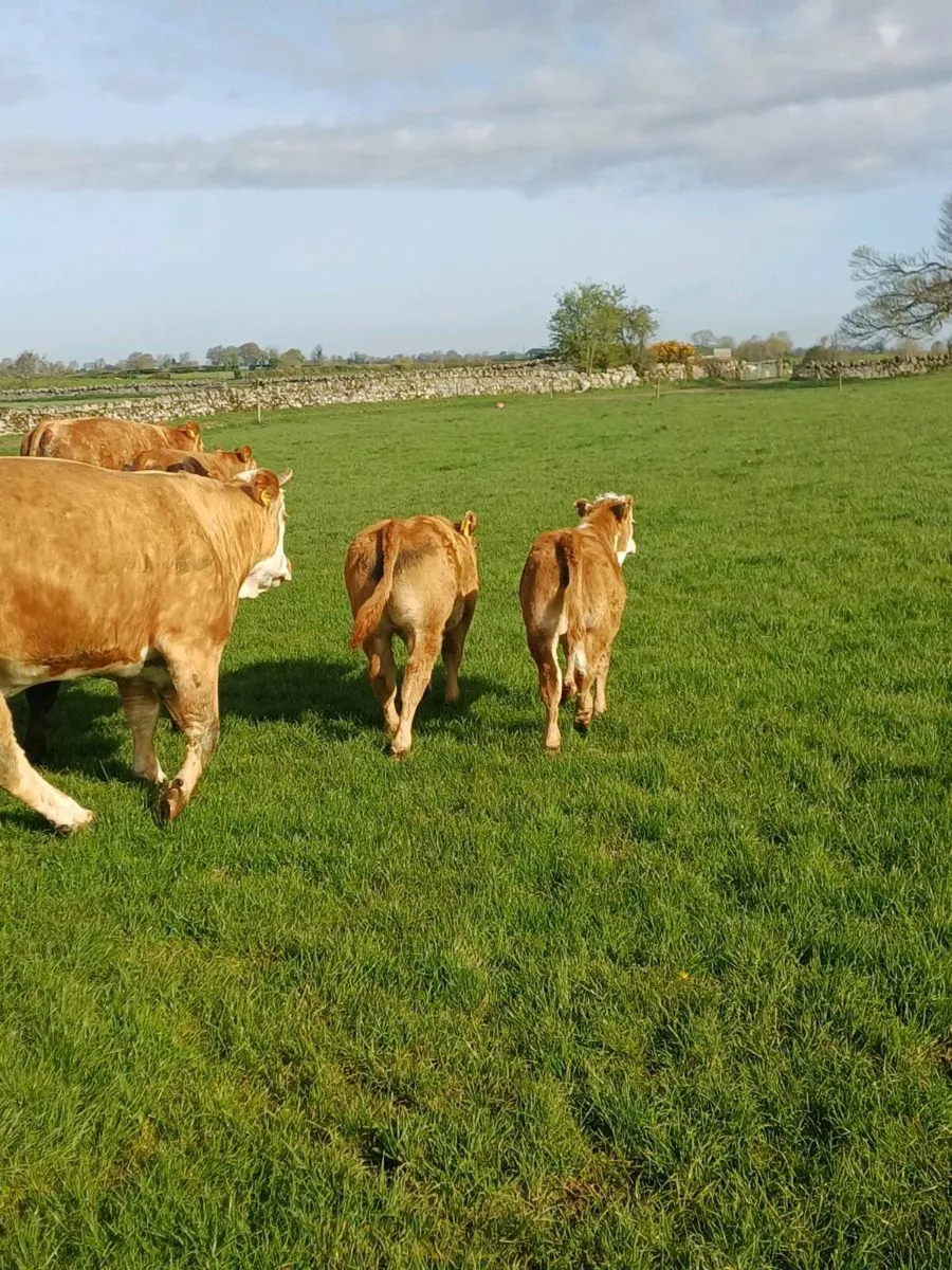 Limousin bull Tullow Mart 29/04/26 - Image 4