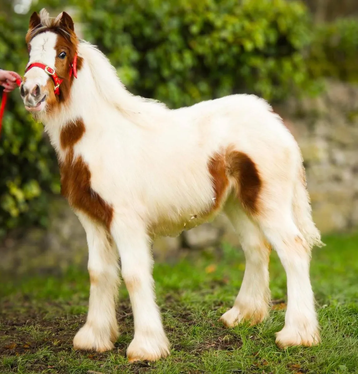 Heavy Cob Filly to make 14.2h - Image 1