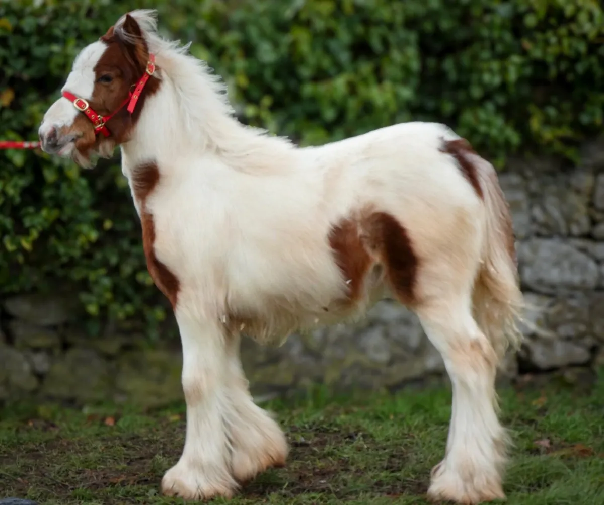 Heavy Cob Filly to make 14.2h - Image 3