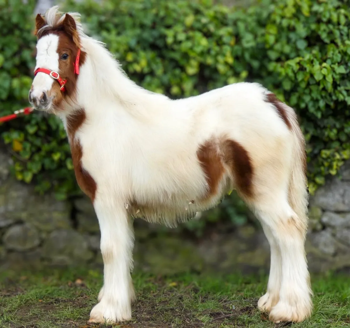 Heavy Cob Filly to make 14.2h - Image 4