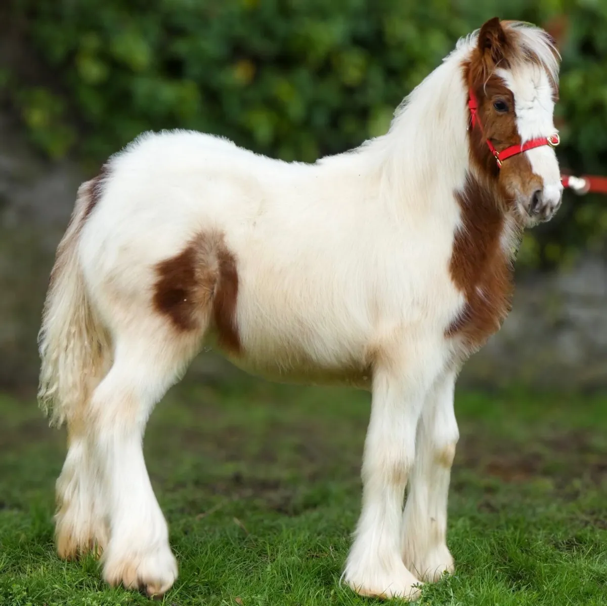 Heavy Cob Filly to make 14.2h - Image 2