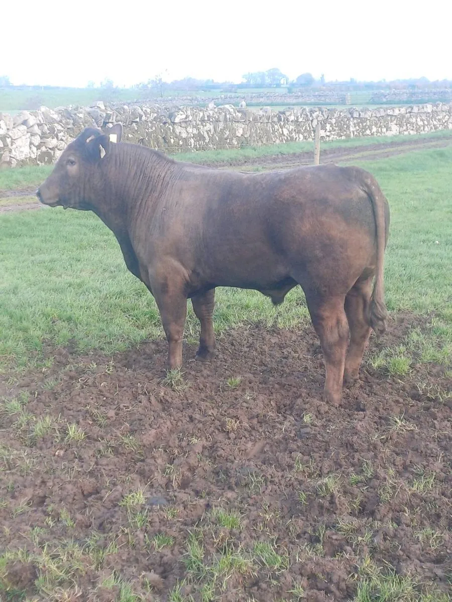 Vasectomised teaser bull Tullow Mart 29/04/26 - Image 1