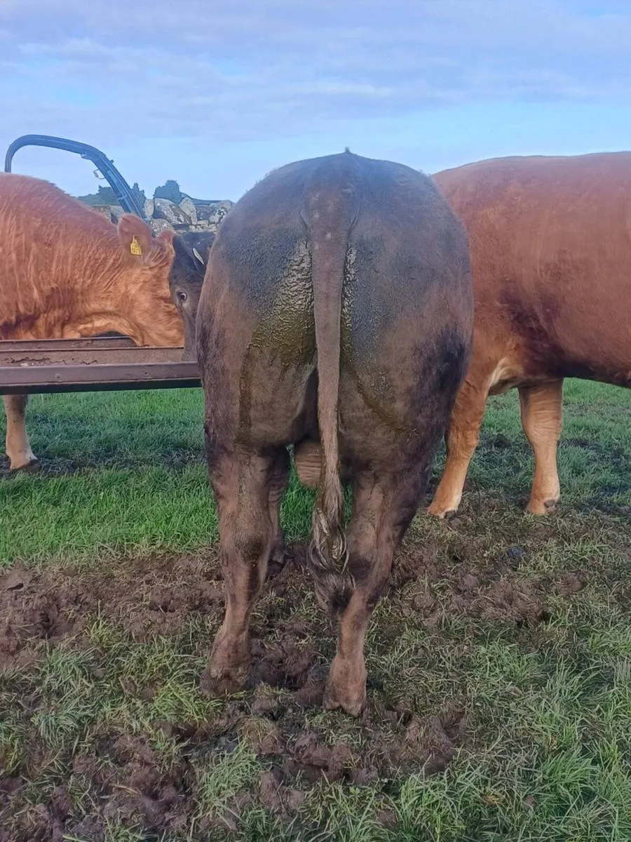 Vasectomised teaser bull Tullow Mart 29/04/26 - Image 2