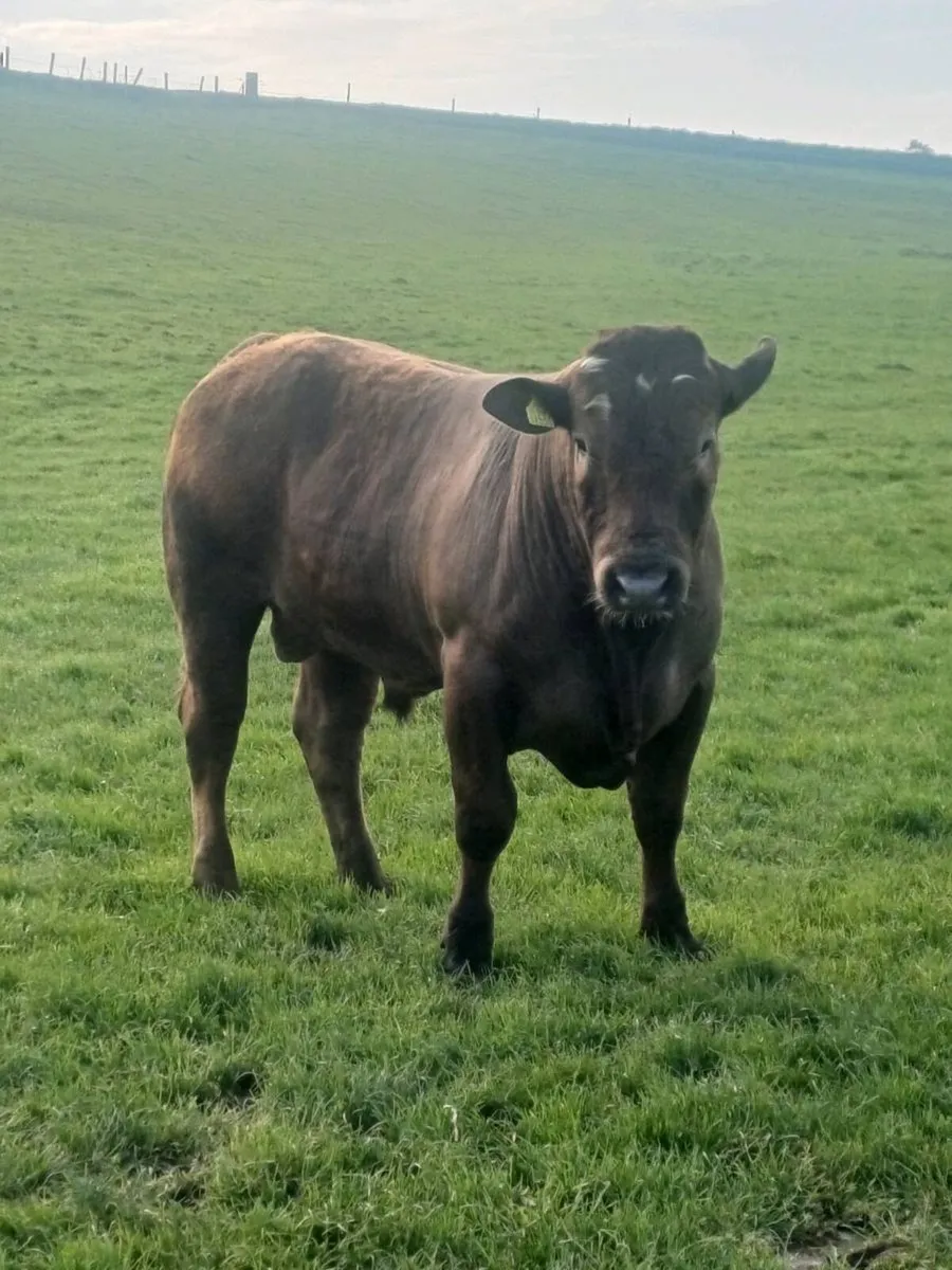 Vasectomised teaser bull Tullow Mart 29/04/26 - Image 3