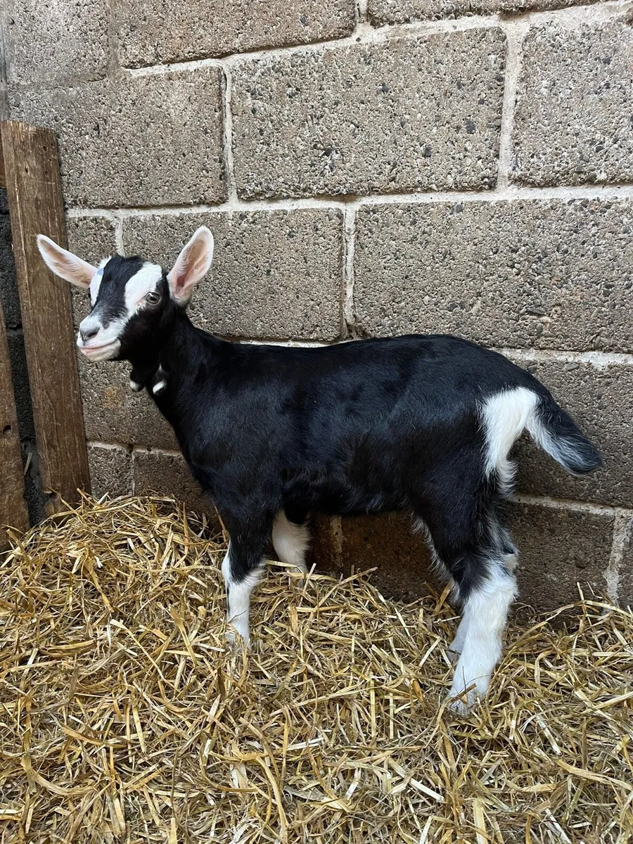 PBNR Alpine Male Kid