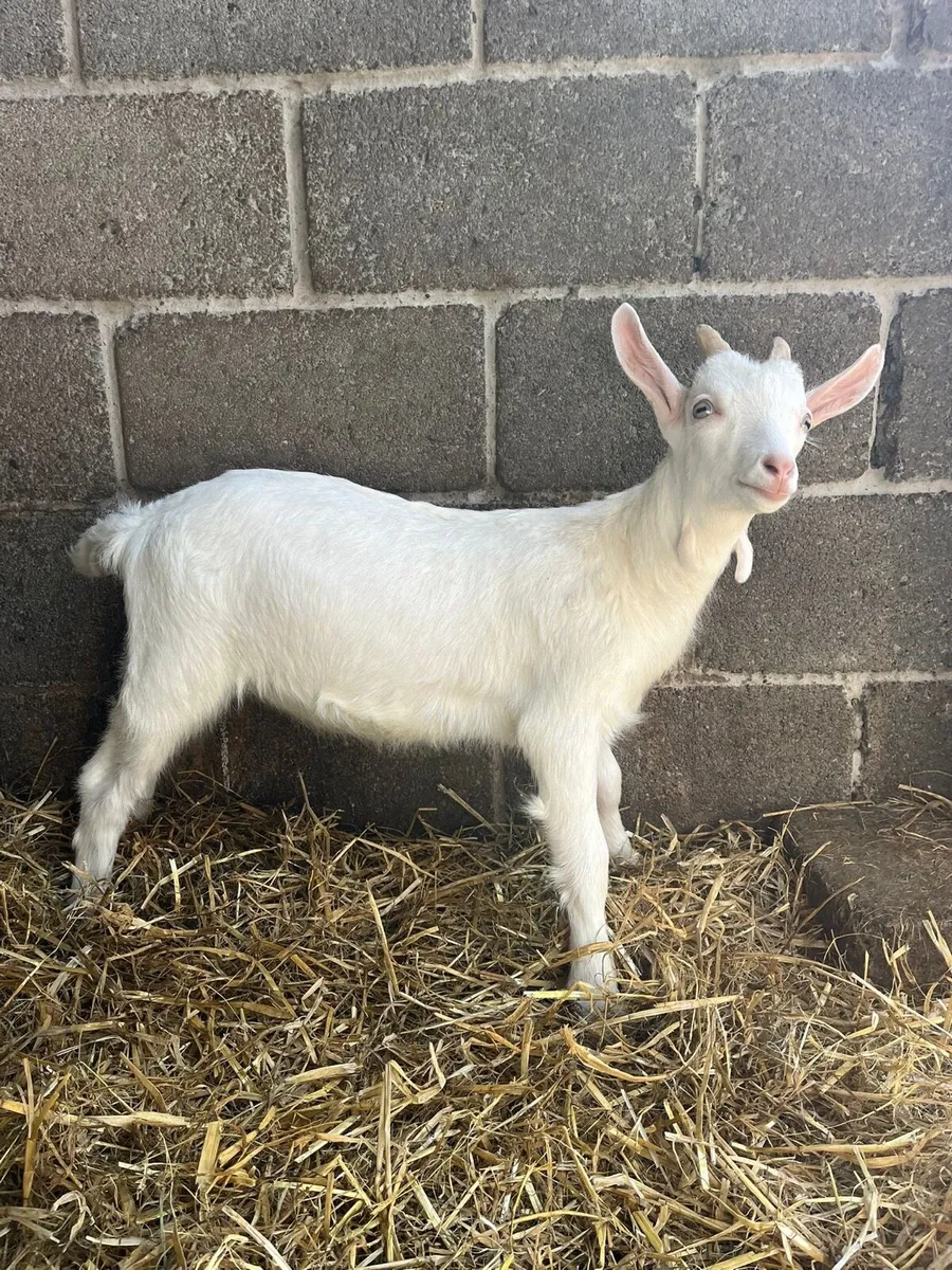 Pbnr Male Saanen kid