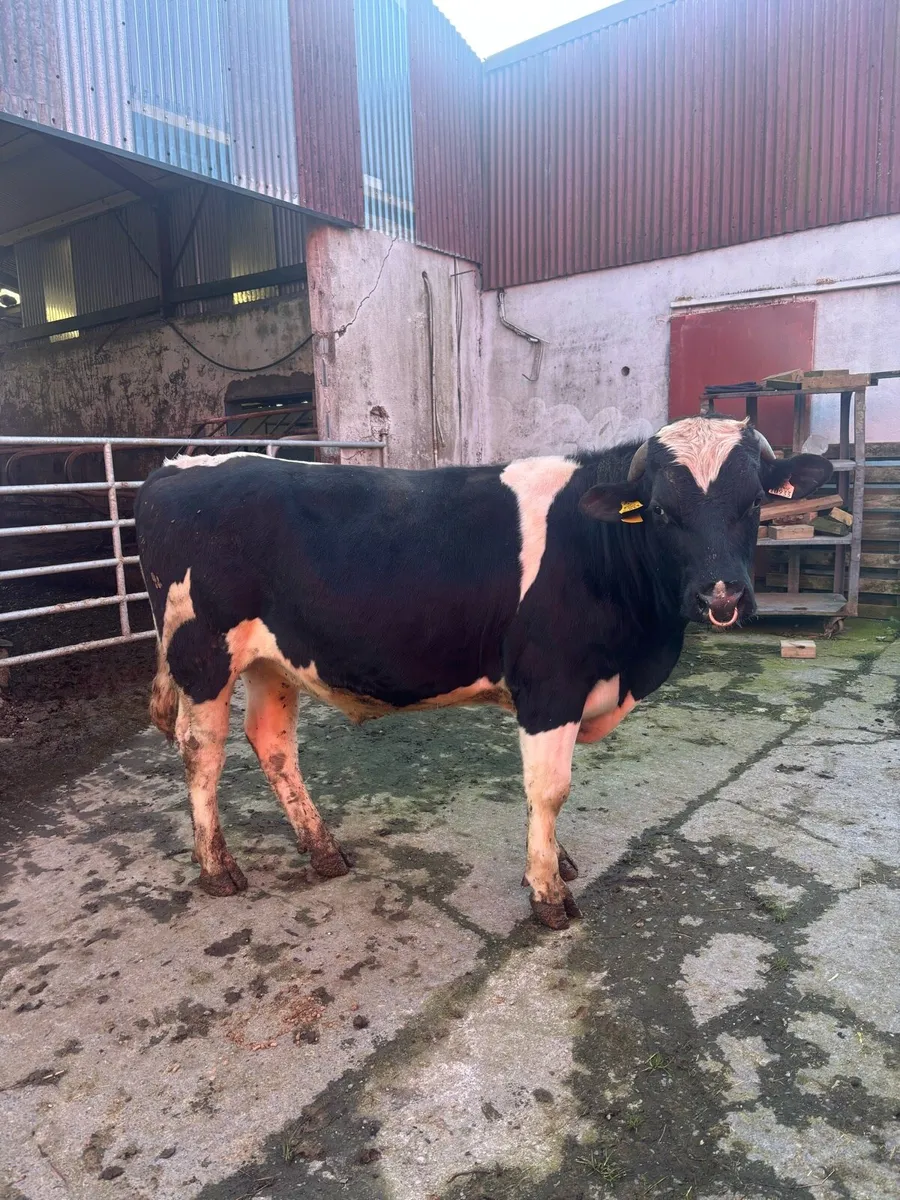 Vasectomised bull - Image 2