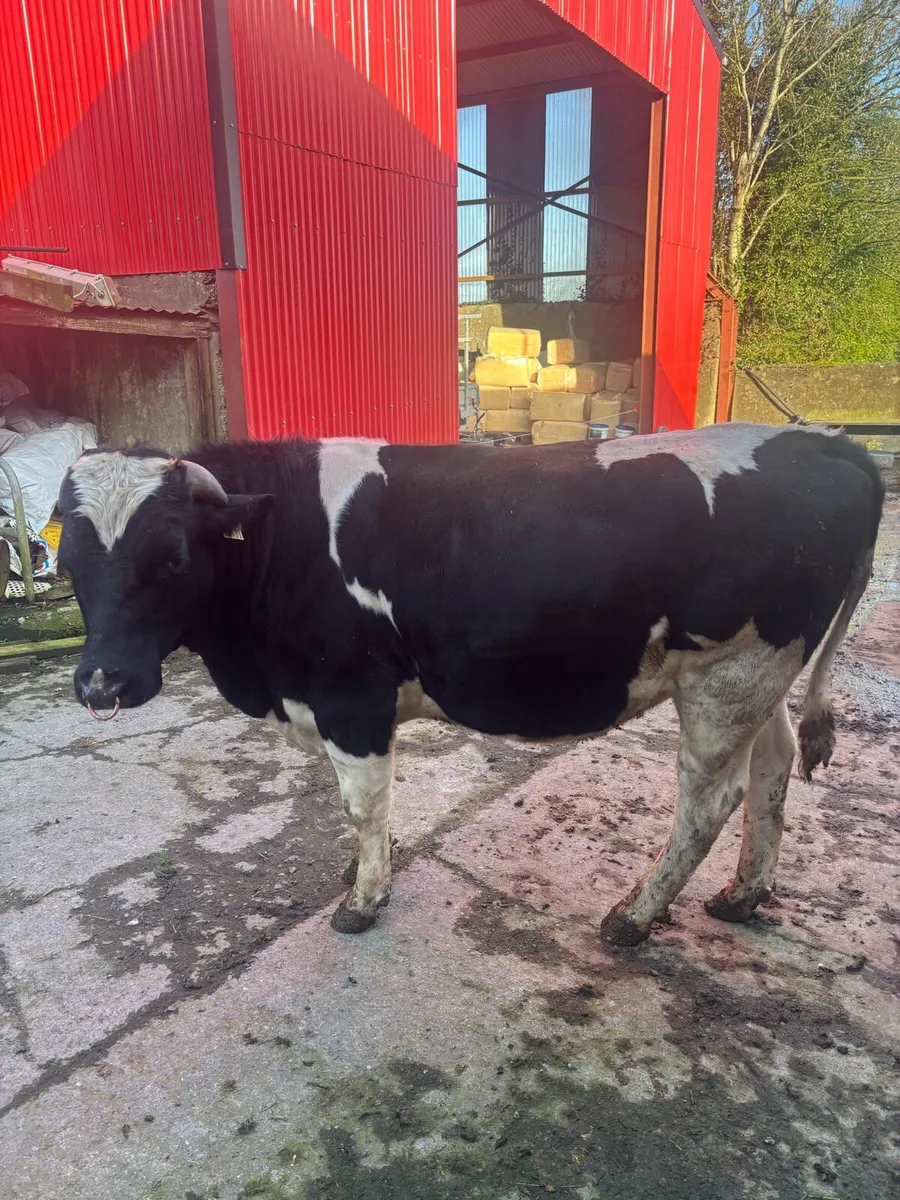 Vasectomised bull - Image 3