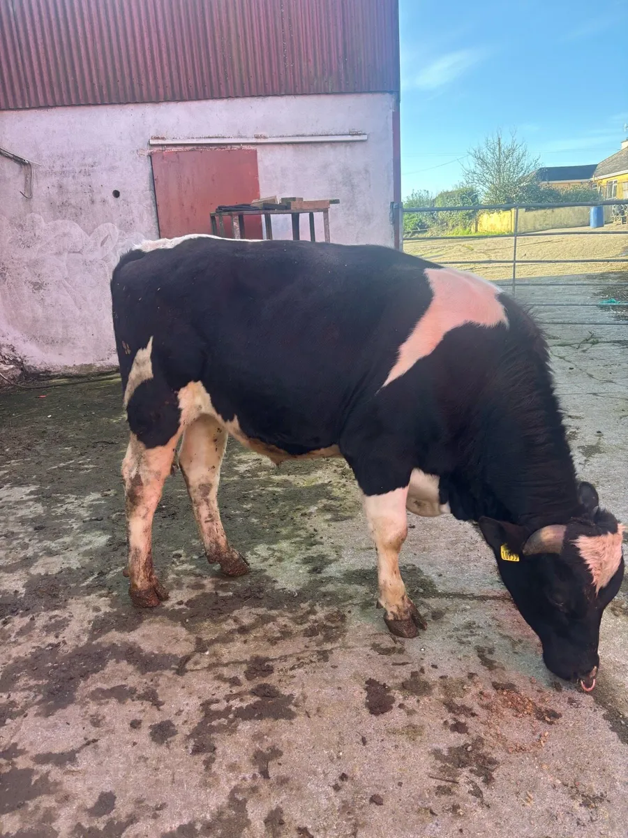 Vasectomised bull - Image 4