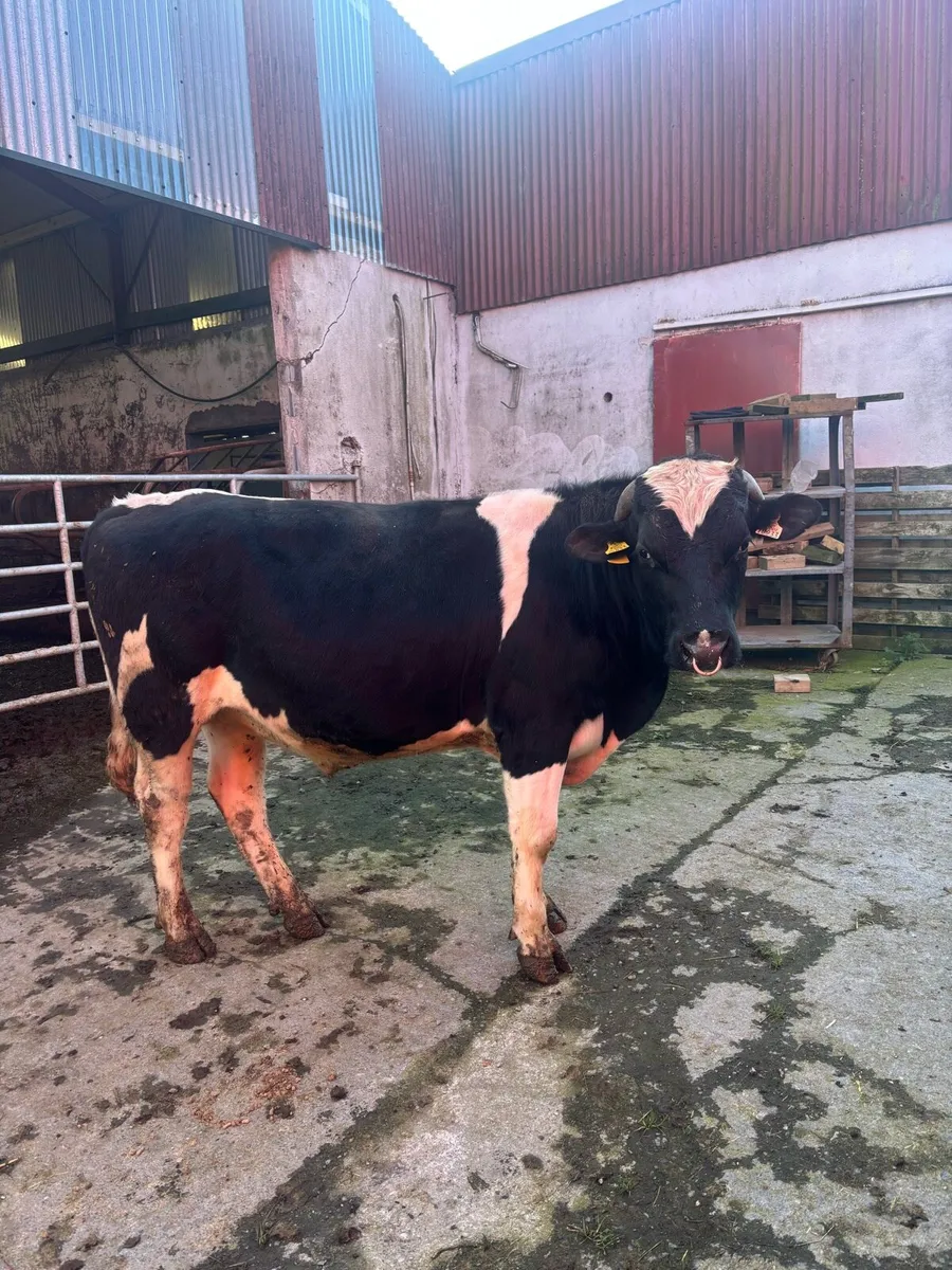 Vasectomised bull - Image 1