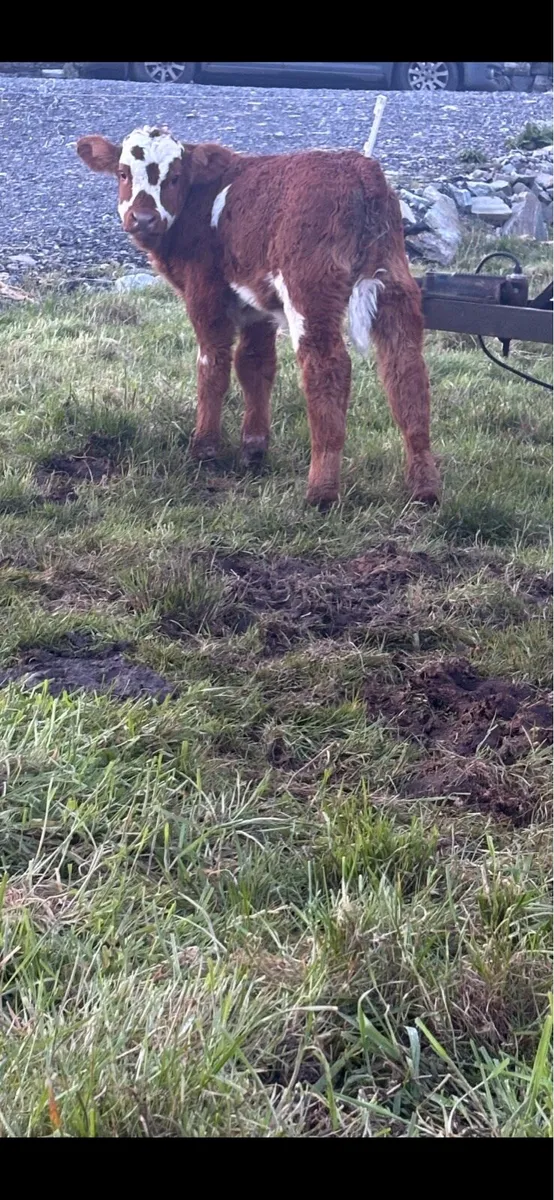 Calves for sale - Image 1