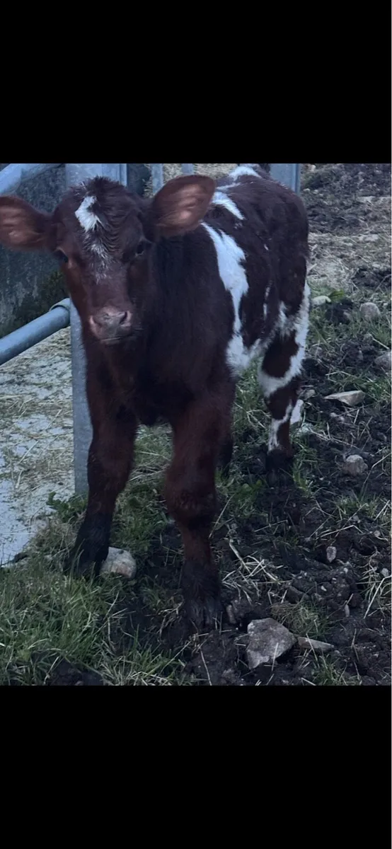 Calves for sale - Image 4