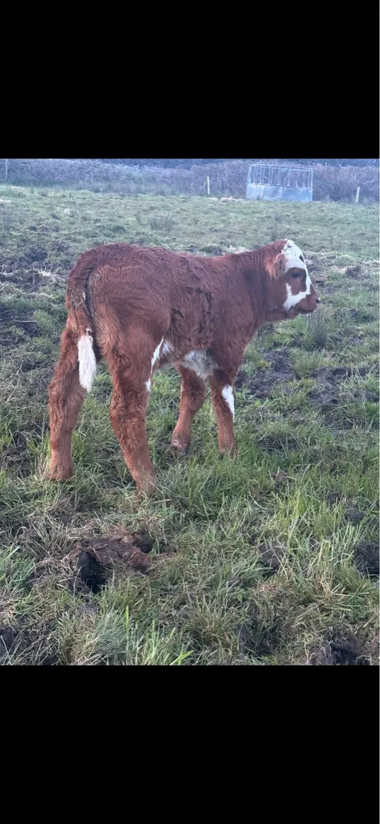 Calves for sale - Image 2