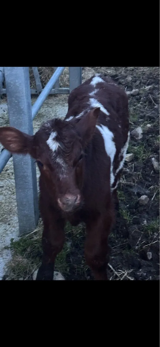 Calves for sale - Image 3