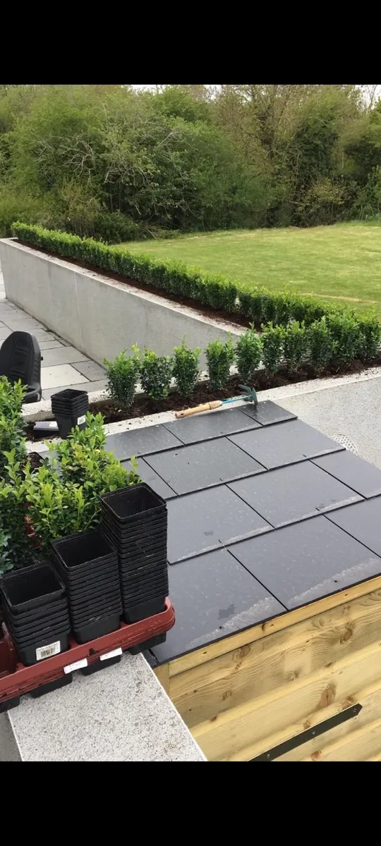 Box Hedging - Image 1