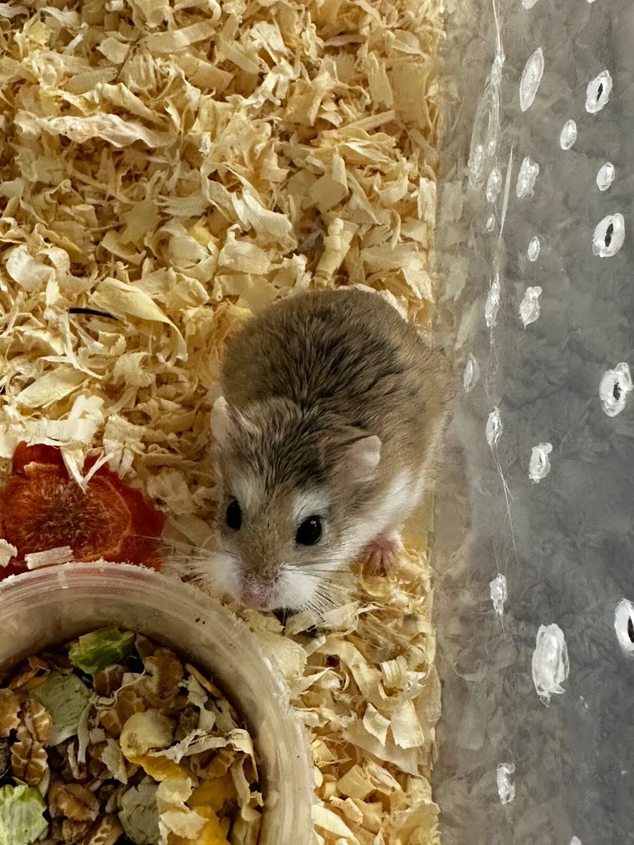 Hamster - Image 2