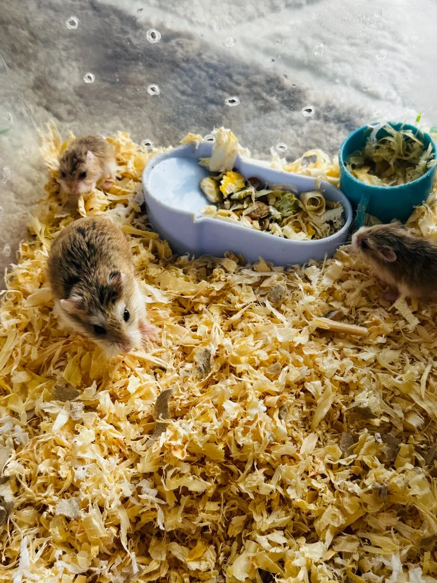 Hamster - Image 3