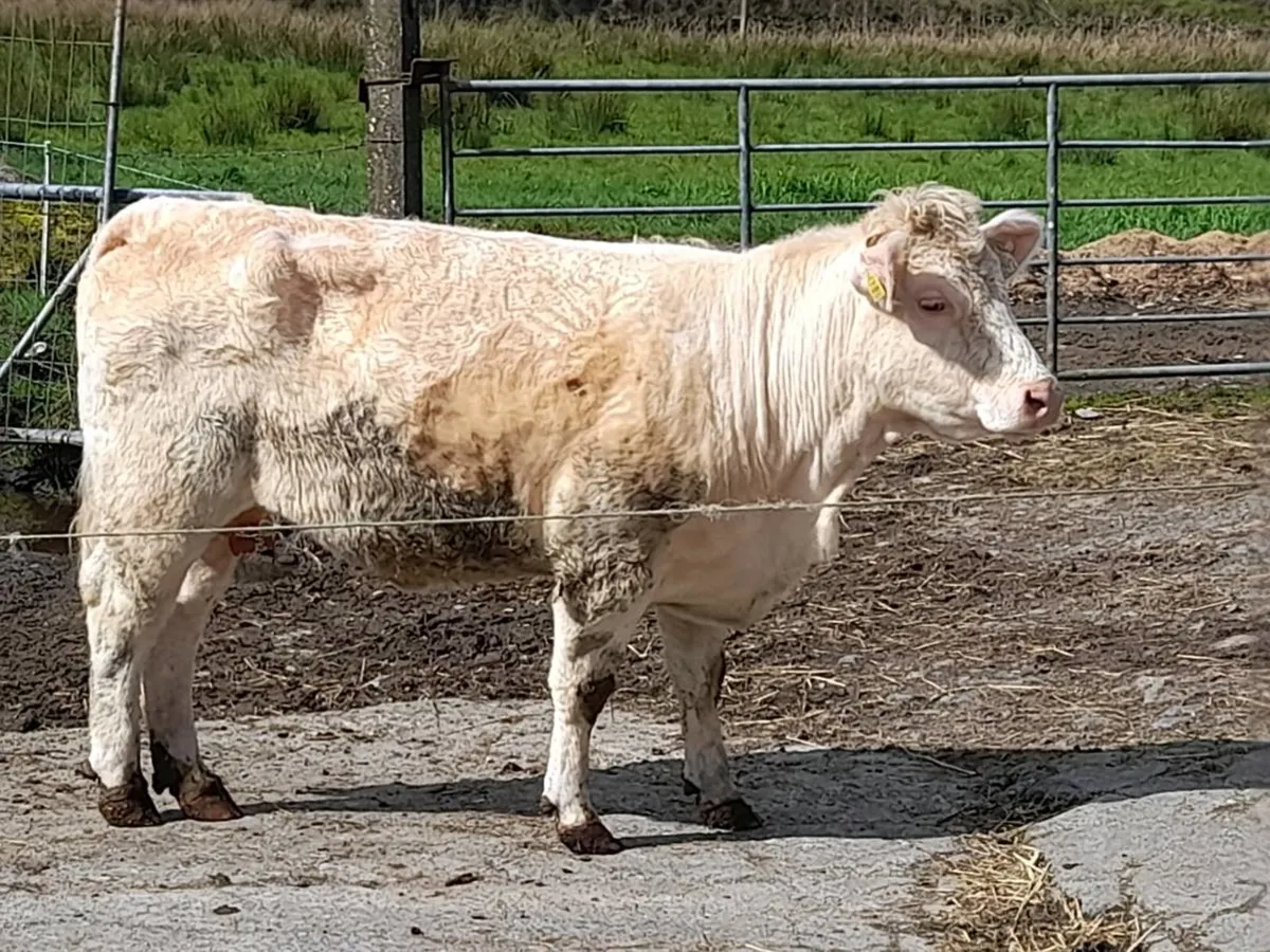 ✨️Heifer CHX✨️ - Image 4