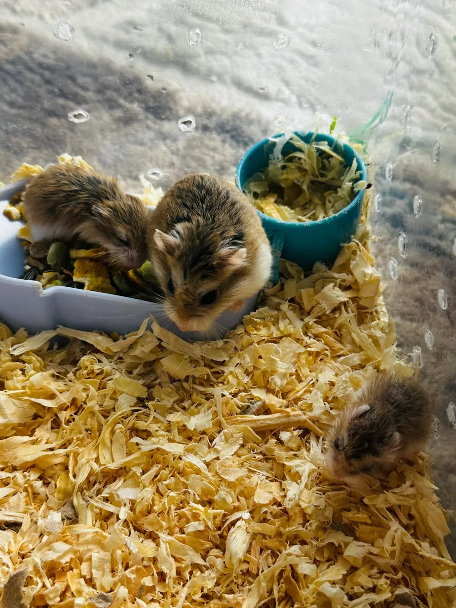 Hamster - Image 4