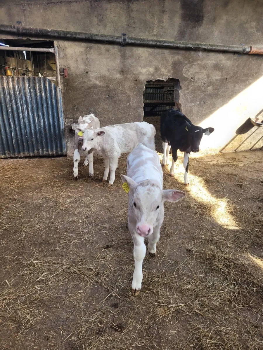 Calves - Image 1