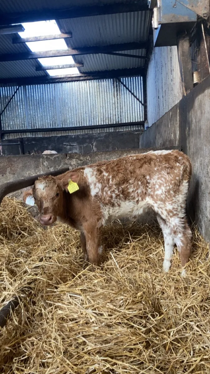 Roan heifer calf - Image 1