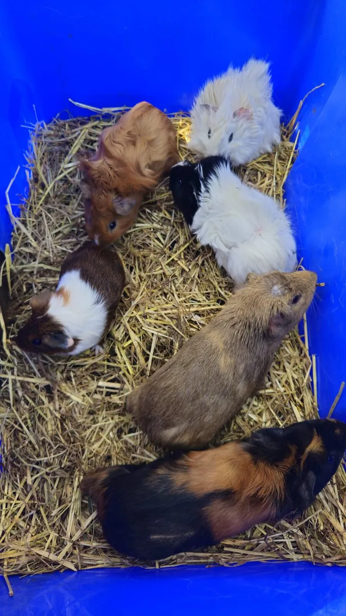 Guinea Pigs - Image 1