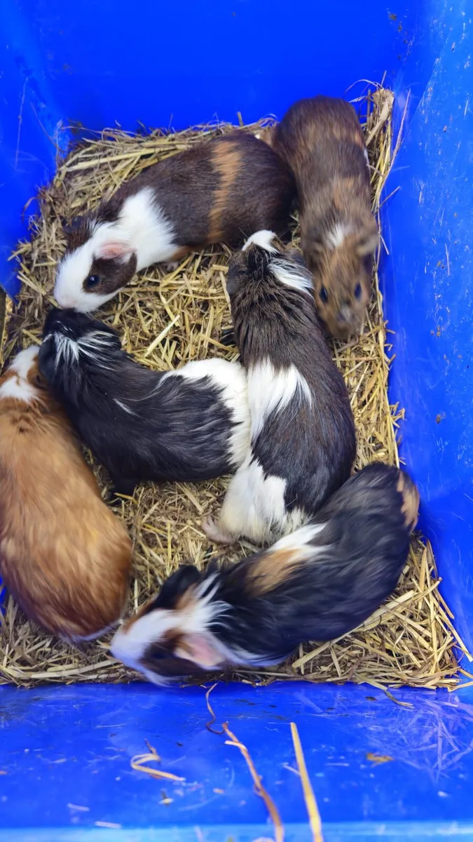 Guinea Pigs - Image 2