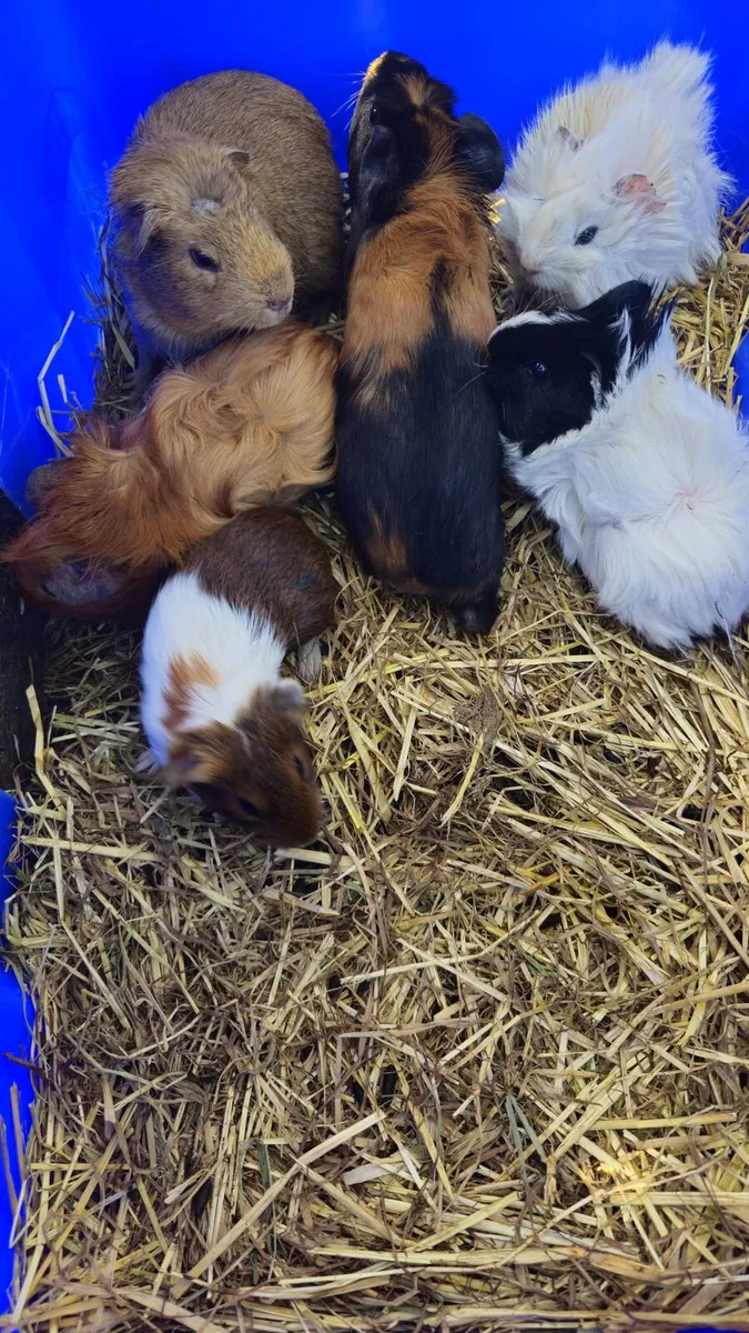 Guinea Pigs - Image 3