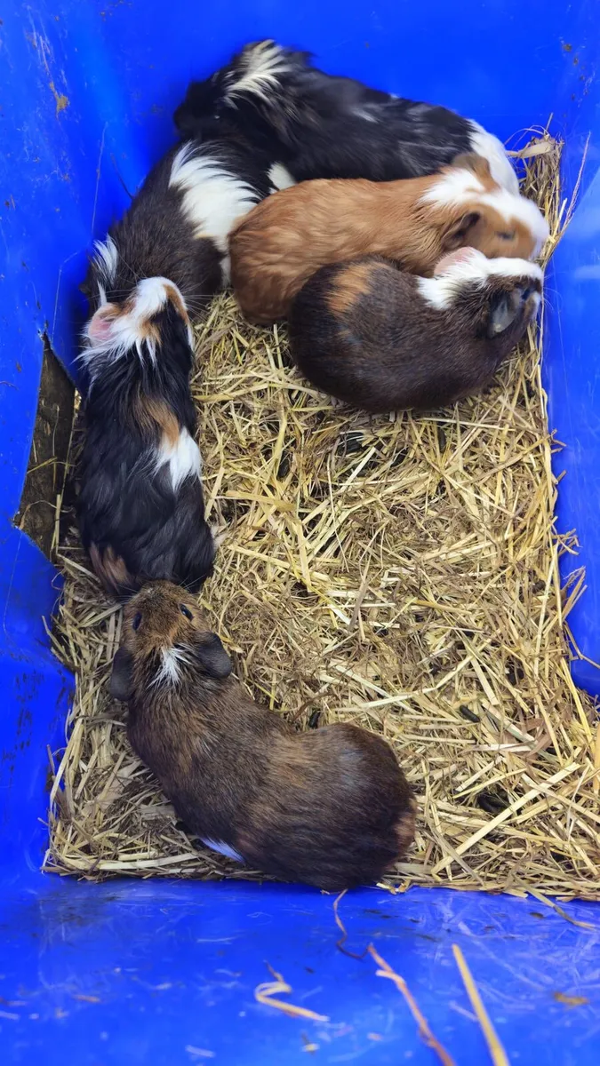 Guinea Pigs - Image 4