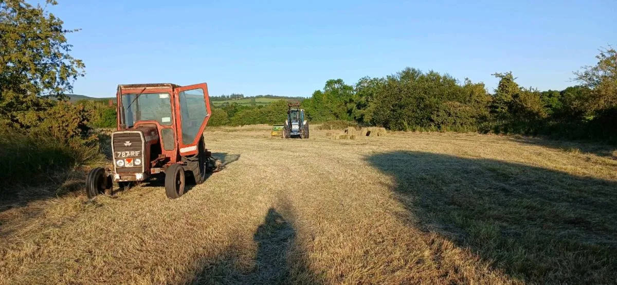 Hay and straw - Image 2