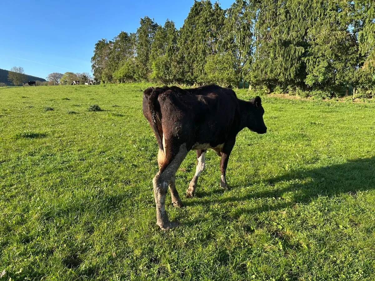 Cull cows - Image 2