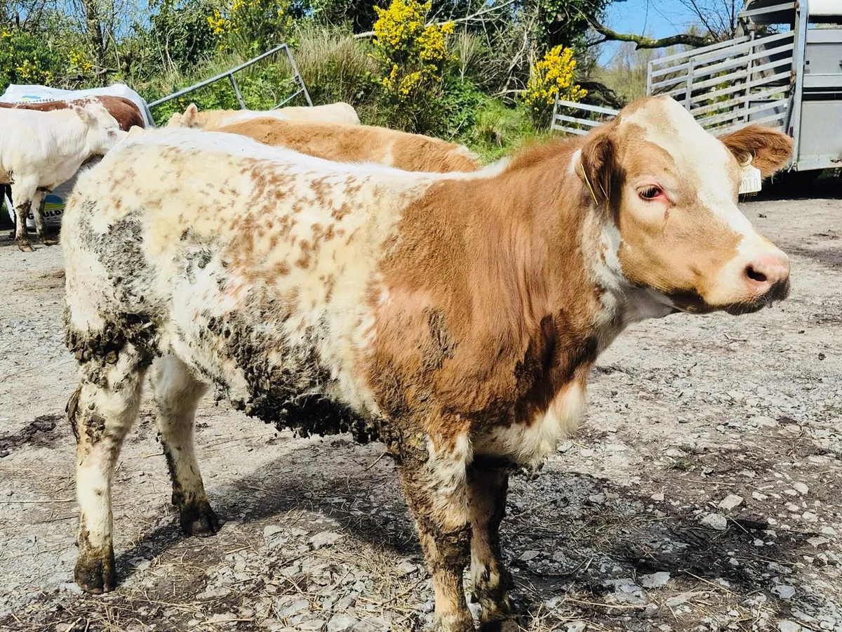 Heifer calves - Image 4