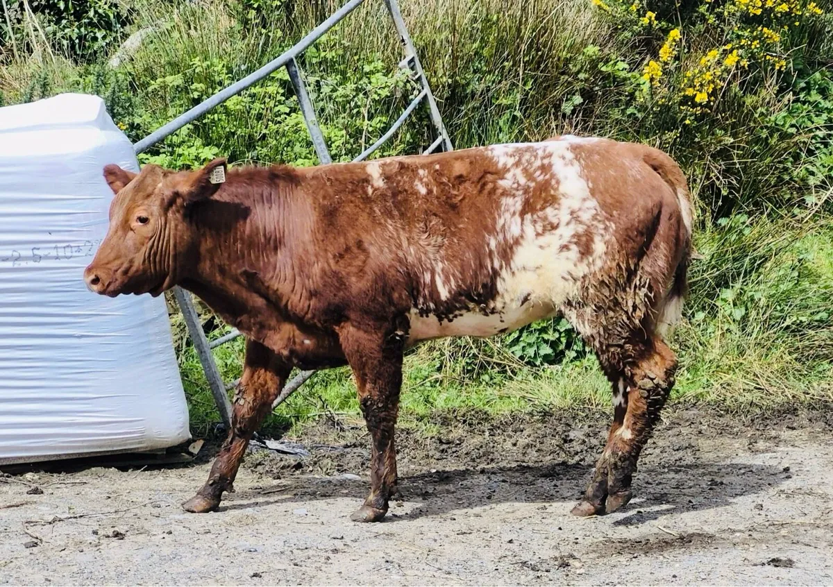 Heifer calves - Image 1