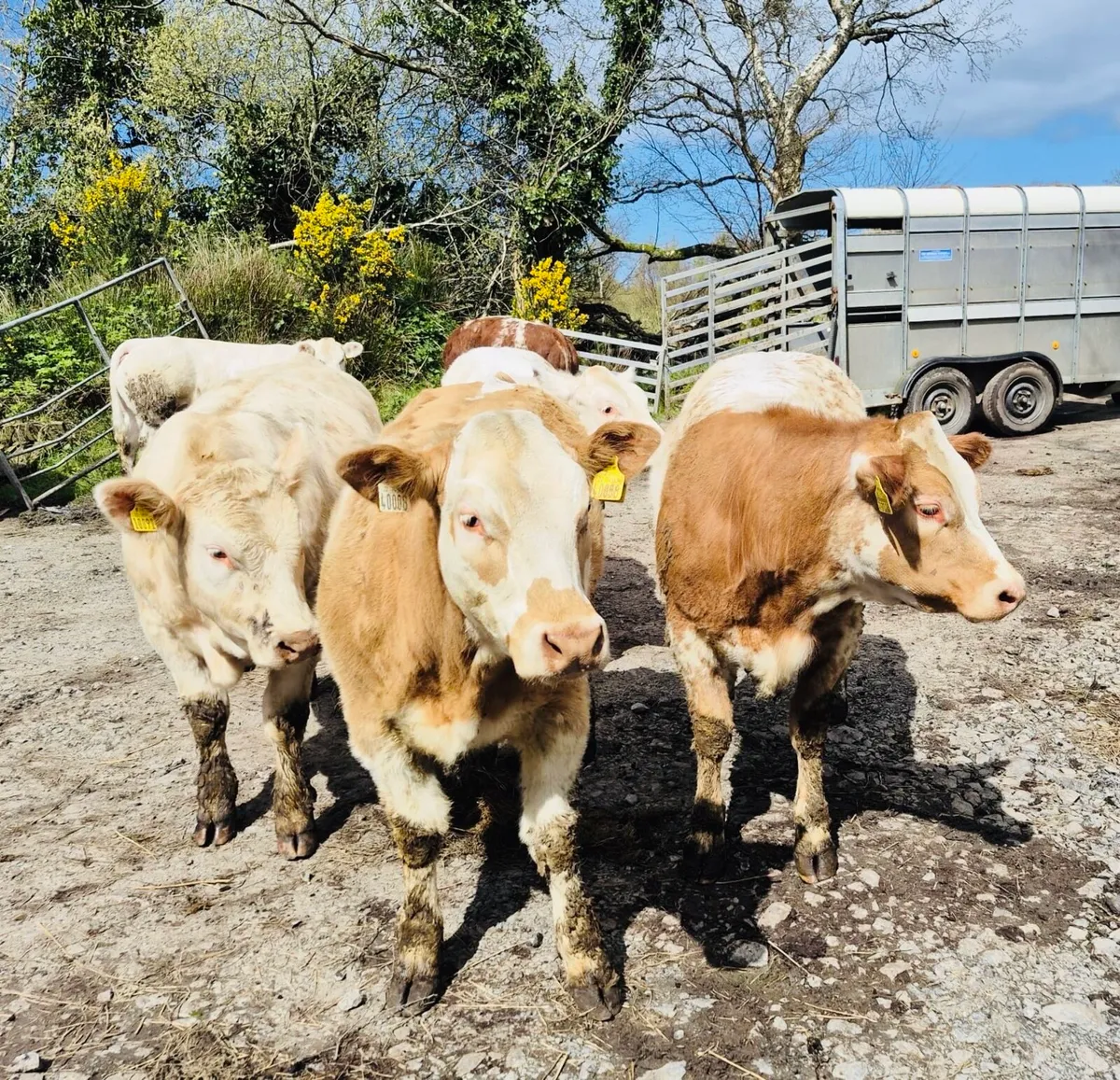 Heifer calves - Image 2