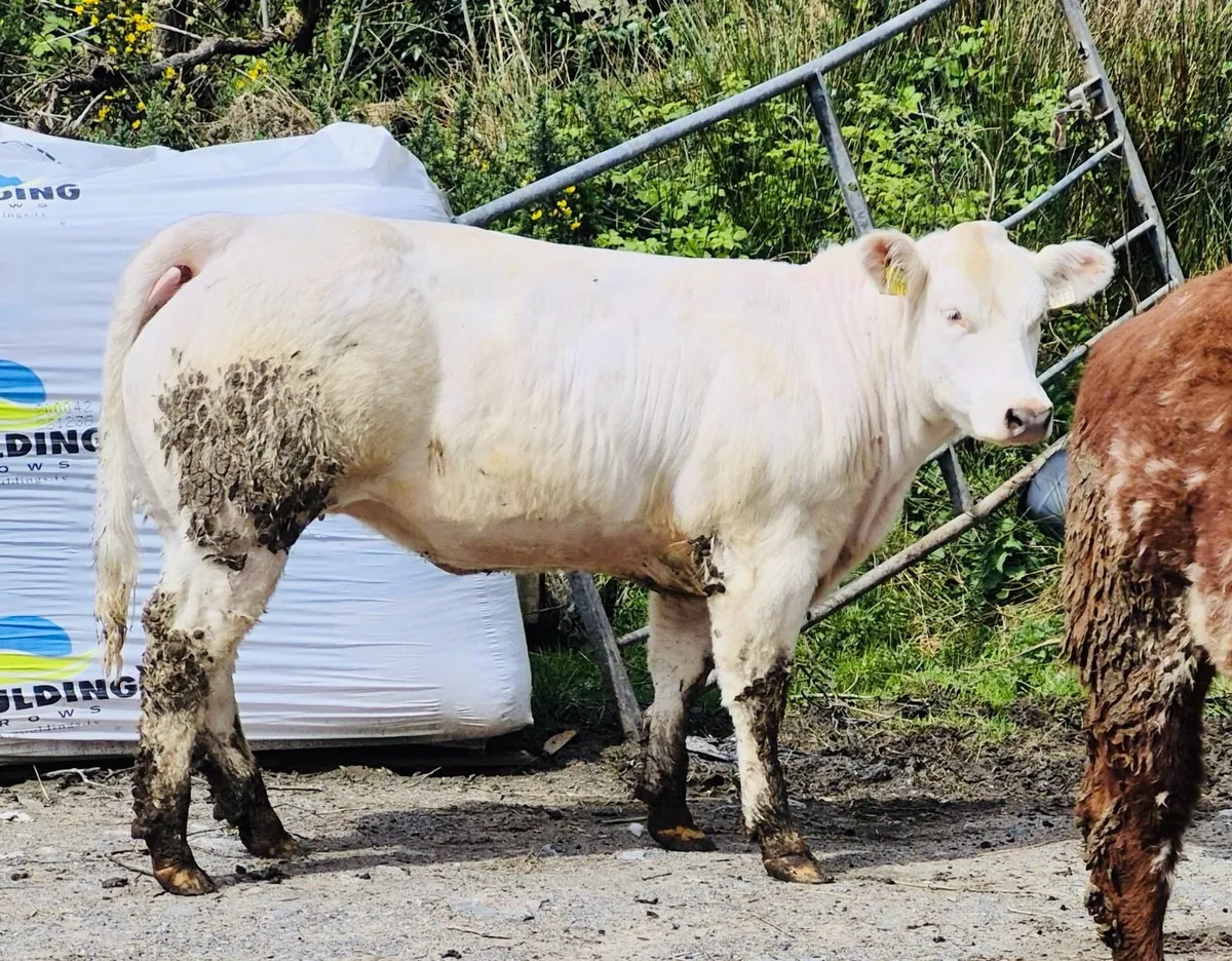 Heifer calves - Image 3