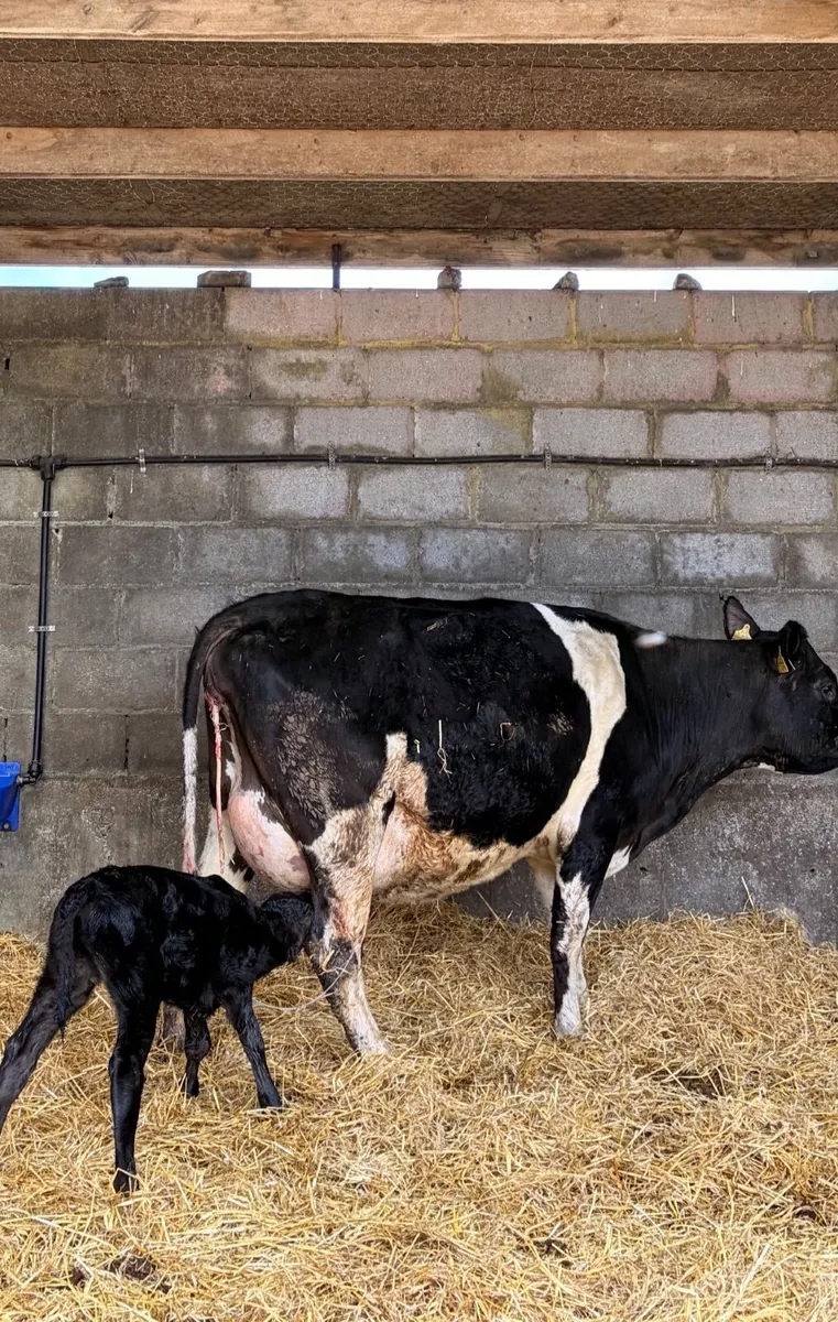 Calved Friesian Heifers - Image 1