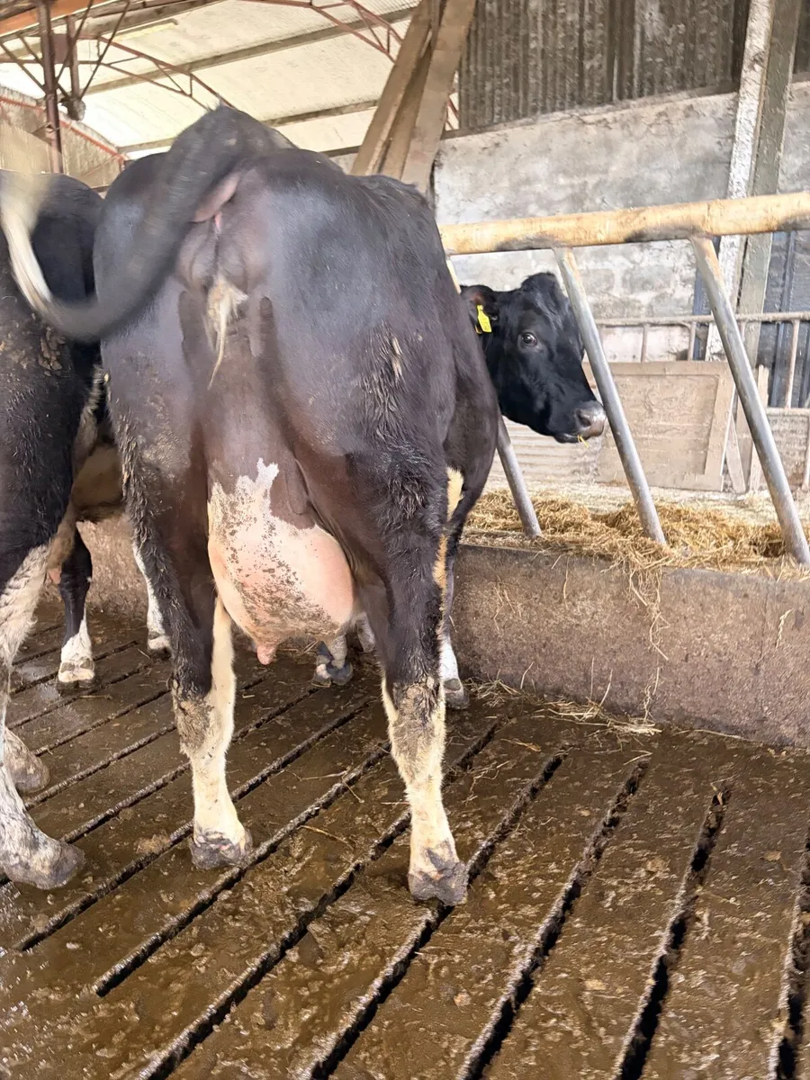 Calved Friesian Heifers - Image 2