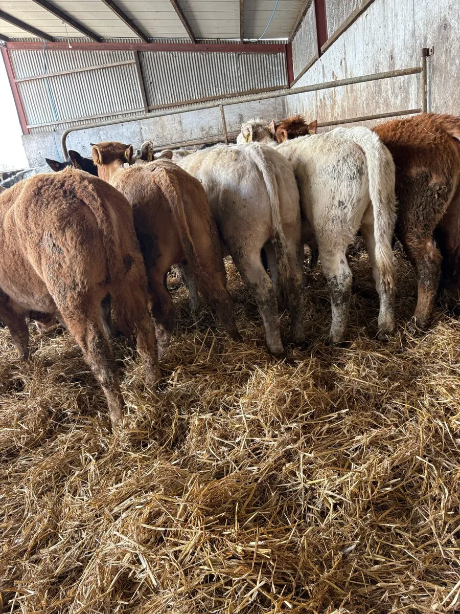 10 smashing Charolais heifers - Image 1