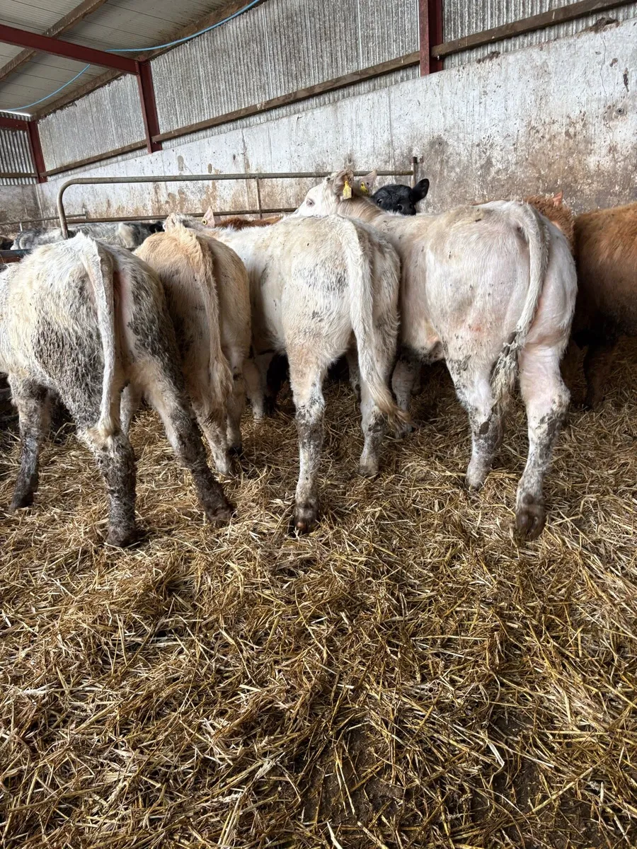 10 smashing Charolais heifers - Image 2