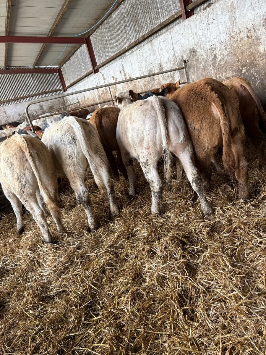 10 smashing Charolais heifers - Image 3